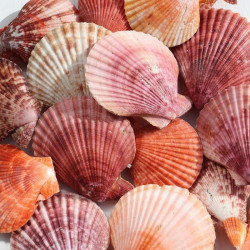 NOVELIKA- Multicolor Artificial Sea Shell for Aquarium Conch Shells Mixed Beach Shells for Craft ( 55Pcs)