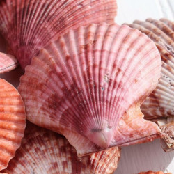 NOVELIKA- Multicolor Artificial Sea Shell for Aquarium Conch Shells Mixed Beach Shells for Craft ( 55Pcs) NOVELIKA- Multicolor Artificial Sea Shell for Aquarium Conch Shells Mixed Beach Shells for Craft ( 55Pcs)