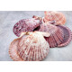 NOVELIKA- Multicolor Artificial Sea Shell for Aquarium Conch Shells Mixed Beach Shells for Craft ( 55Pcs)