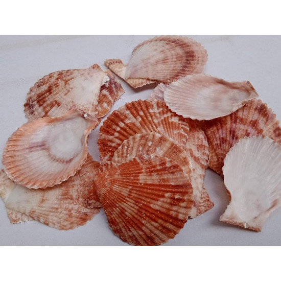 NOVELIKA- Multicolor Artificial Sea Shell for Aquarium Conch Shells Mixed Beach Shells for Craft ( 55Pcs)