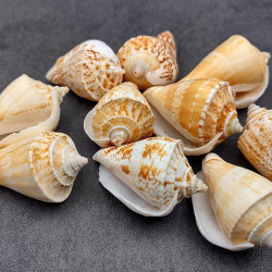 NOVELIKA- Decorative Brown white Artificial conch seashells for craft (Pack of 20pcs)