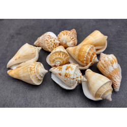 NOVELIKA- Decorative Brown white Artificial conch seashells for craft (Pack of 20pcs)