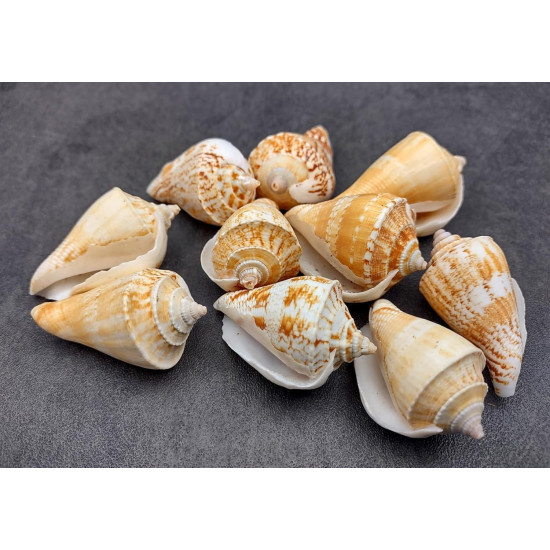 NOVELIKA- Decorative Brown white Artificial conch seashells for craft (Pack of 20pcs)