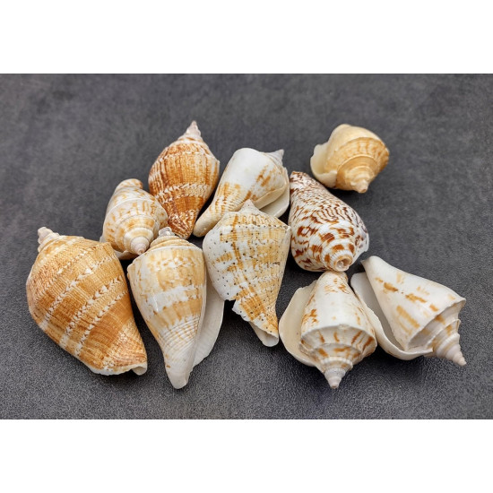 NOVELIKA- Decorative Brown white Artificial conch seashells for craft (Pack of 20pcs)