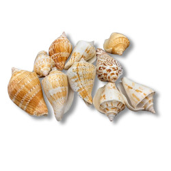 NOVELIKA- Decorative Brown white Artificial conch seashells for craft (Pack of 20pcs) NOVELIKA- Decorative Brown white Artificial conch seashells for craft (Pack of 20pcs)