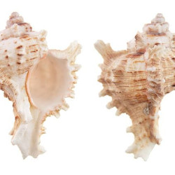 NOVELIKA-Beautiful Unique Artificial Murex Sea Shells for Beach Crafts ( Pack of 12pcs)