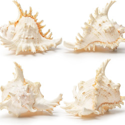 NOVELIKA-Beautiful Unique Artificial Murex Sea Shells for Beach Crafts ( Pack of 12pcs)