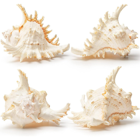 NOVELIKA-Beautiful Unique Artificial Murex Sea Shells for Beach Crafts ( Pack of 12pcs)