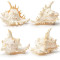 NOVELIKA-Beautiful Unique Artificial Murex Sea Shells for Beach Crafts ( Pack of 12pcs)