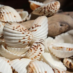 NOVELIKA- Natural Dotted white artificial Sippy Sea Shell for Crafts (30PCS)