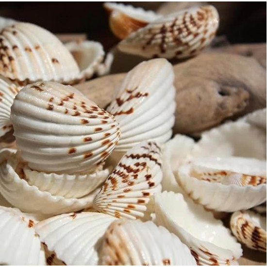 NOVELIKA- Natural Dotted white artificial Sippy Sea Shell for Crafts (30PCS) NOVELIKA- Natural Dotted white artificial Sippy Sea Shell for Crafts (30PCS)