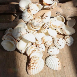 NOVELIKA- Natural Dotted white artificial Sippy Sea Shell for Crafts (30PCS)