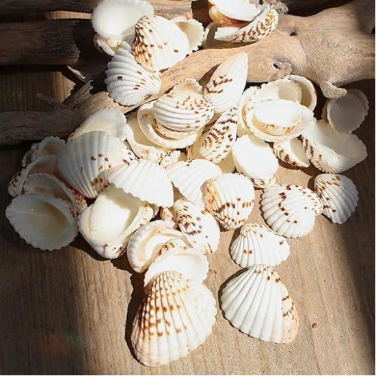 NOVELIKA- Natural Dotted white artificial Sippy Sea Shell for Crafts (30PCS) NOVELIKA- Natural Dotted white artificial Sippy Sea Shell for Crafts (30PCS)