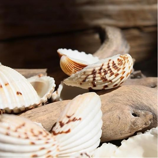 NOVELIKA- Natural Dotted white artificial Sippy Sea Shell for Crafts (30PCS) NOVELIKA- Natural Dotted white artificial Sippy Sea Shell for Crafts (30PCS)