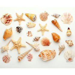 NOVELIKA Multipurpose Mixed sea Shell for Aquarium, Crafts, vase fillers (500Grams)