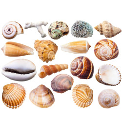 NOVELIKA Multipurpose Mixed sea Shell for Aquarium, Crafts, vase fillers (500Grams) NOVELIKA Multipurpose Mixed sea Shell for Aquarium, Crafts, vase fillers (500Grams)