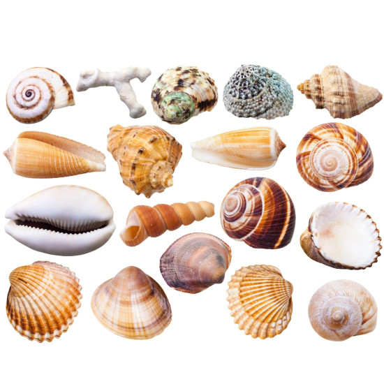 NOVELIKA Multipurpose Mixed sea Shell for Aquarium, Crafts, vase fillers (500Grams)