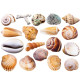 NOVELIKA Multipurpose Mixed sea Shell for Aquarium, Crafts, vase fillers (500Grams)