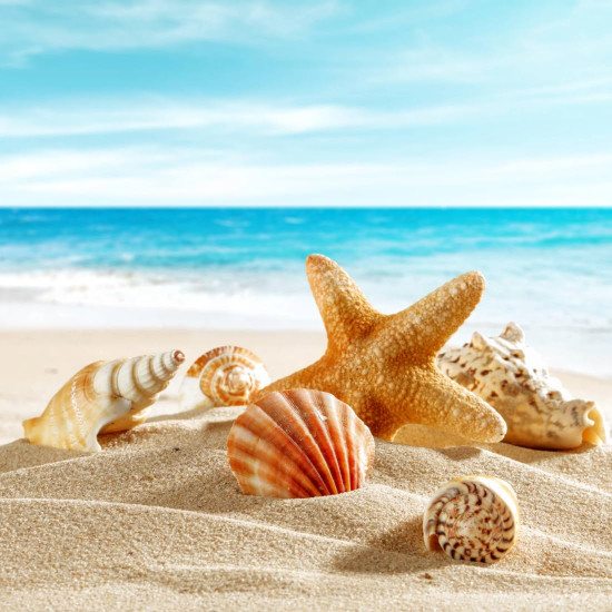NOVELIKA Multipurpose Mixed sea Shell for Aquarium, Crafts, vase fillers (500Grams)