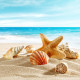 NOVELIKA Multipurpose Mixed sea Shell for Aquarium, Crafts, vase fillers (500Grams)