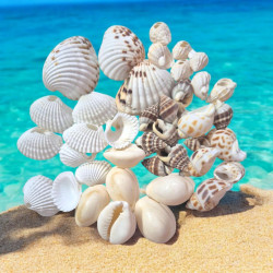 NOVELOKA- Multiple Styles Sea Stones & Shells For Art & Craft - 400gm (Pack of 6)