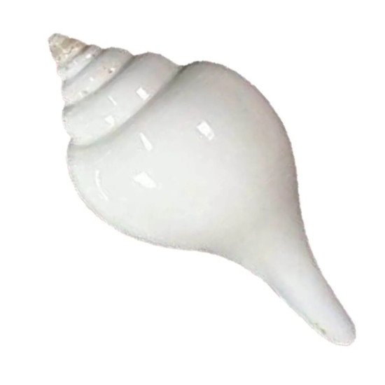 NOVELIKA-White Premium Quality Jal Shank For Puja | Conch Shells (Pack of 1) NOVELIKA-White Premium Quality Jal Shank For Puja | Conch Shells (Pack of 1)