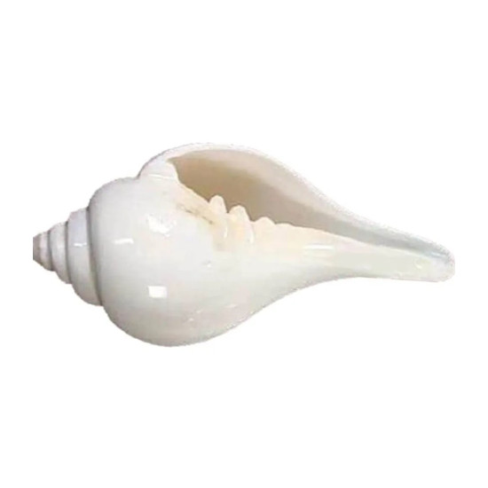 NOVELIKA-White Premium Quality Jal Shank For Puja | Conch Shells (Pack of 1) NOVELIKA-White Premium Quality Jal Shank For Puja | Conch Shells (Pack of 1)