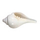 NOVELIKA-White Premium Quality Jal Shank For Puja | Conch Shells (Pack of 1) NOVELIKA-White Premium Quality Jal Shank For Puja | Conch Shells (Pack of 1)