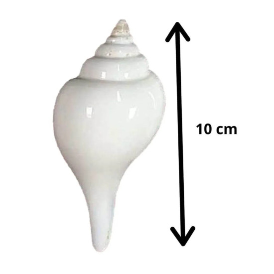 NOVELIKA-White Premium Quality Jal Shank For Puja | Conch Shells (Pack of 1) NOVELIKA-White Premium Quality Jal Shank For Puja | Conch Shells (Pack of 1)
