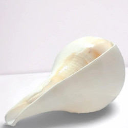 NOVELIKA-Puja Shank | Original Blowing Conch For Pooja - Sacred Sound & Positive Energy.6 Inches (Pack of 1)