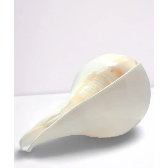 NOVELIKA-Puja Shank | Original Blowing Conch For Pooja - Sacred Sound & Positive Energy.6 Inches (Pack of 1)