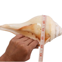 NOVELIKA-100% Natural Blowing Vamavarti Vishnu Shankh Original Big Calcium Conch Shell-Puja Purpose-Loud Sound (Pack of 1) NOVELIKA-100% Natural Blowing Vamavarti Vishnu Shankh Original Big Calcium Conch Shell-Puja Purpose-Loud Sound (Pack of 1)