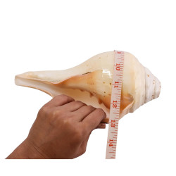 NOVELIKA-100% Natural Blowing Vamavarti Vishnu Shankh Original Big Calcium Conch Shell-Puja Purpose-Loud Sound (Pack of 1) NOVELIKA-100% Natural Blowing Vamavarti Vishnu Shankh Original Big Calcium Conch Shell-Puja Purpose-Loud Sound (Pack of 1)