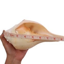 NOVELIKA-100% Natural Blowing Vamavarti Vishnu Shankh Original Big Calcium Conch Shell-Puja Purpose-Loud Sound (Pack of 1) NOVELIKA-100% Natural Blowing Vamavarti Vishnu Shankh Original Big Calcium Conch Shell-Puja Purpose-Loud Sound (Pack of 1)