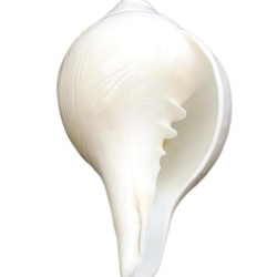 NOVELIKA-100% Natural Blowing Vamavarti Shankh Heavy Weight|Original Big Calcium Conch Shell (Pack of 1) NOVELIKA-100% Natural Blowing Vamavarti Shankh Heavy Weight|Original Big Calcium Conch Shell (Pack of 1)