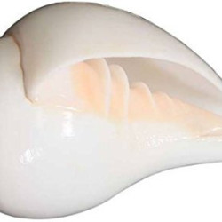 NOVELIKA-100% Natural Blowing Vamavarti Shankh Heavy Weight|Original Big Calcium Conch Shell (Pack of 1) NOVELIKA-100% Natural Blowing Vamavarti Shankh Heavy Weight|Original Big Calcium Conch Shell (Pack of 1)