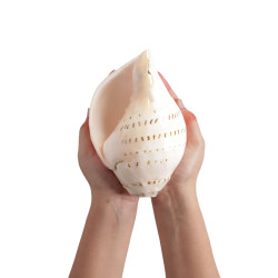 NOVELIKA- Natural Blowing Gauri Shankh Shankh Left handed male shankh for Puja (Set of 1) NOVELIKA- Natural Blowing Gauri Shankh Shankh Left handed male shankh for Puja (Set of 1)