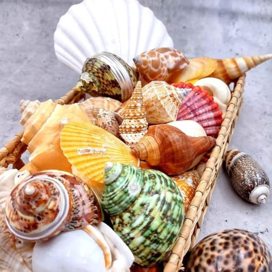 Novelika Seashells Mixed Collection for Aquarium, Fish Tank, Vase Filler Novelika Seashells Mixed Collection for Aquarium, Fish Tank, Vase Filler