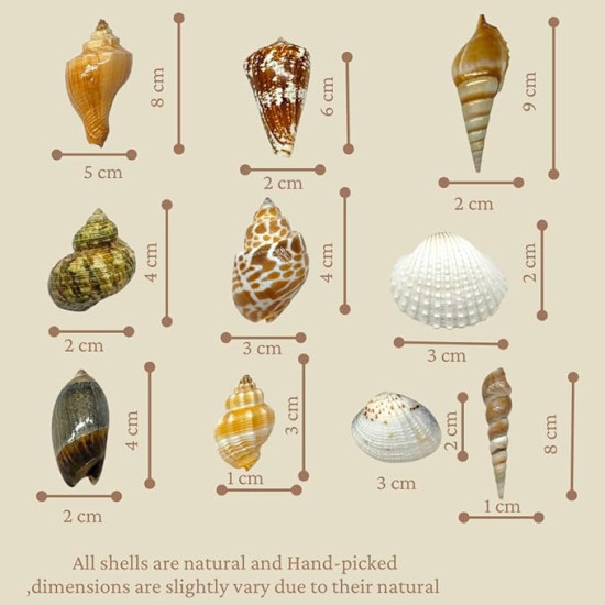 Novelika Seashells Mixed Collection for Aquarium, Fish Tank, Vase Filler Novelika Seashells Mixed Collection for Aquarium, Fish Tank, Vase Filler