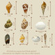 Novelika Seashells Mixed Collection for Aquarium, Fish Tank, Vase Filler Novelika Seashells Mixed Collection for Aquarium, Fish Tank, Vase Filler