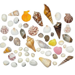 Novelika Seashells Mixed Collection for Aquarium, Fish Tank, Vase Filler