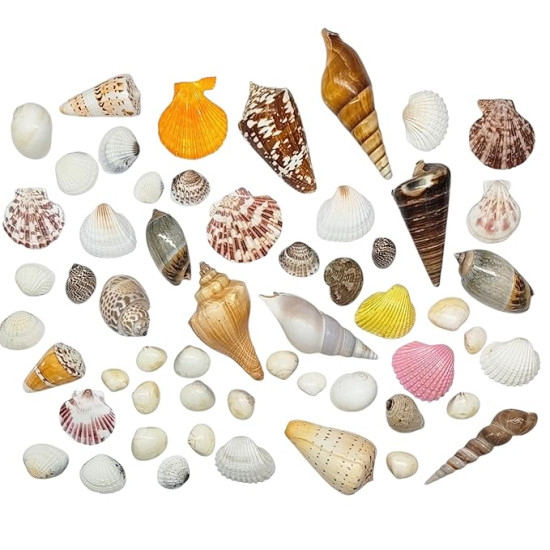 Novelika Seashells Mixed Collection for Aquarium, Fish Tank, Vase Filler Novelika Seashells Mixed Collection for Aquarium, Fish Tank, Vase Filler