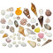 Novelika Seashells Mixed Collection for Aquarium, Fish Tank, Vase Filler
