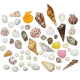 Novelika Seashells Mixed Collection for Aquarium, Fish Tank, Vase Filler Novelika Seashells Mixed Collection for Aquarium, Fish Tank, Vase Filler