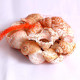 Novelika Seashells Mixed Collection for Aquarium, Fish Tank, Vase Filler Novelika Seashells Mixed Collection for Aquarium, Fish Tank, Vase Filler