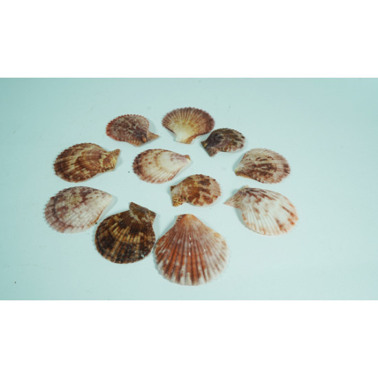 Small Pink Scallop Sea Shell for Aquarium Shells for Craft Mixed Beach Shells Fish Tank vase Filler Landscape Decor (11 Pieces)