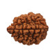 NOVELIKA - Natural 2 Mukhi ,Rudraksha (Brown) /2 Face Rudraksha Bead (Pendant) NOVELIKA - Natural 2 Mukhi ,Rudraksha (Brown) /2 Face Rudraksha Bead (Pendant)