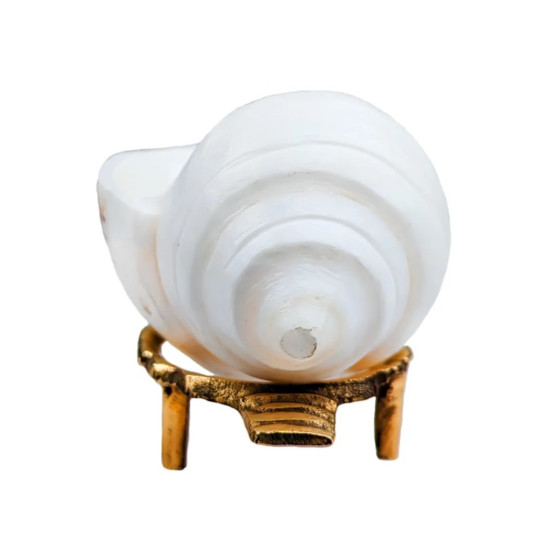 NOVELIKA - Authentic Jal Shank (Pani Shank) With Brass Stand | Sacred 9-10 CM Conch For Pooja & Abhishekam Divine Ritual Accessory Less NOVELIKA - Authentic Jal Shank (Pani Shank) With Brass Stand | Sacred 9-10 CM Conch For Pooja & Abhishekam Divine Ritual Accessory Less