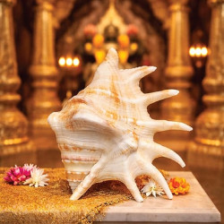 Panchmukhi Sankh (Five-Mouth Conch Shell) for Puja & Home Temple | Auspicious Spiritual Decor Item | Size 15 cm | Hindu Religious Pooja Sankh