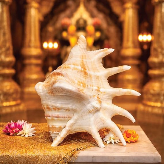 Panchmukhi Sankh (Five-Mouth Conch Shell) for Puja & Home Temple | Auspicious Spiritual Decor Item | Size 15 cm | Hindu Religious Pooja Sankh